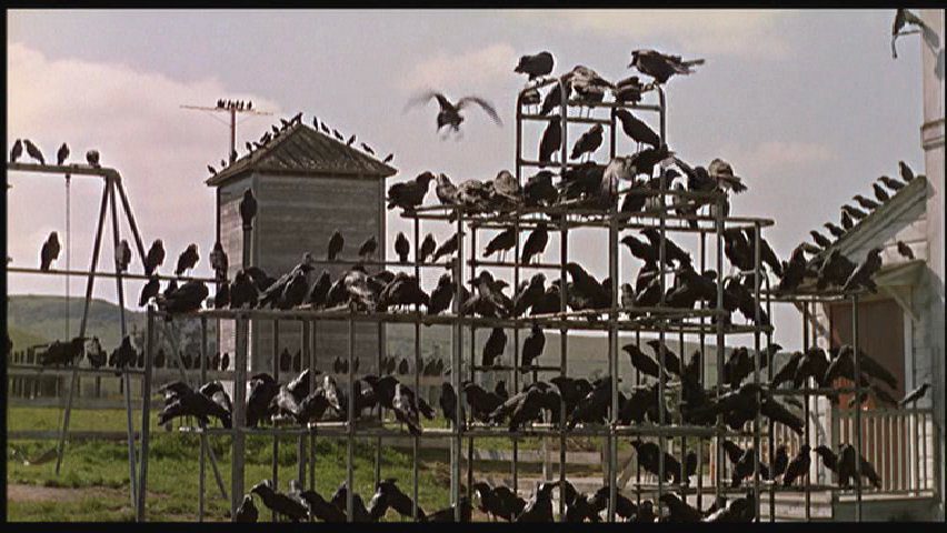 Bird Watching: 5 Iconic Images From Hitchcock's "The Birds ...